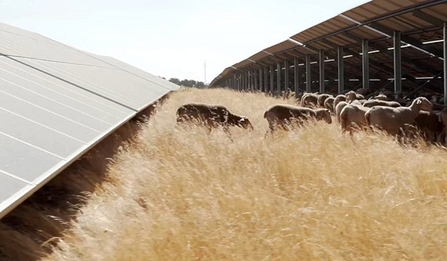 تسعى Iberdrola للحصول على تمويل من الاتحاد الأوروبي لمصنع تجميع وحدة الكهروضوئية 1.6GW في إسبانيا